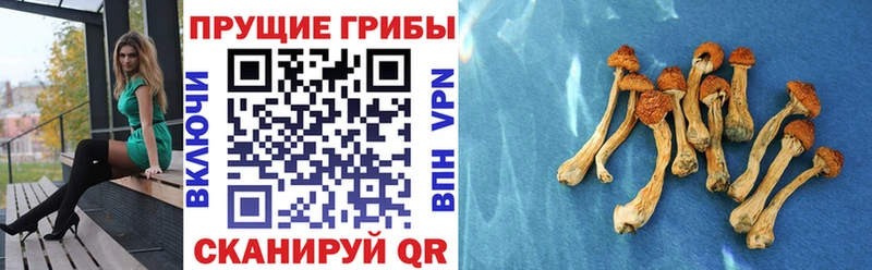 Купить  Саки  Псилоцибиновые грибы GOLDEN TEACHER 